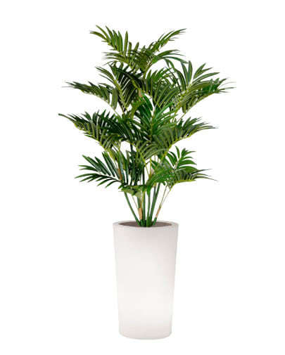 Noleggio pianta palma ecologica per eventi - NoleggioDesign